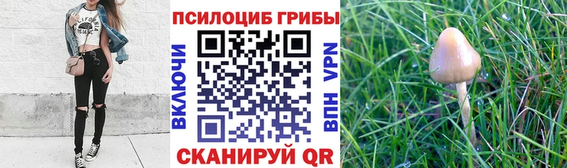 Галлюциногенные грибы Psilocybine cubensis  Купить где  Лебедянь 